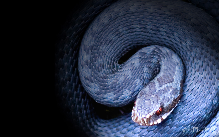 做梦梦到蛇是金色是什么征兆,梦到蛇有财运之说