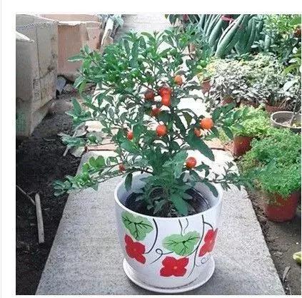 金弹子和珊瑚珠区别,金弹子和金豆是一个品种吗