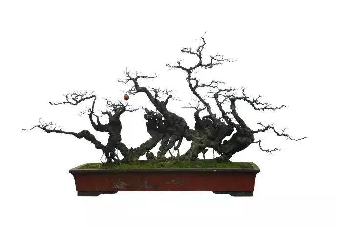 金弹子和珊瑚珠区别,金弹子和金豆是一个品种吗