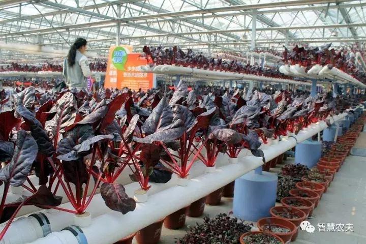 无土栽培营养液配方表,无土栽培技术视频大全