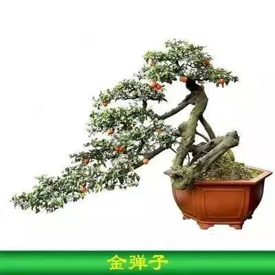 金弹子和珊瑚珠区别,金弹子和金豆是一个品种吗