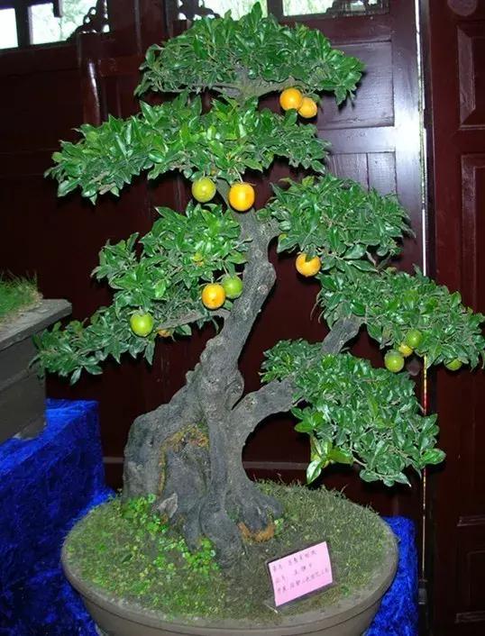 金弹子和珊瑚珠区别,金弹子和金豆是一个品种吗