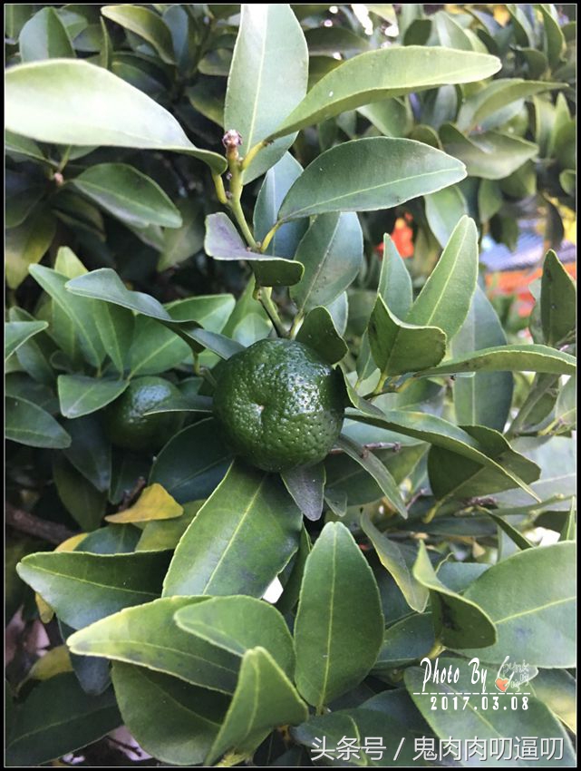 去日本的第一站,日本第一站飞大阪还是飞东京好