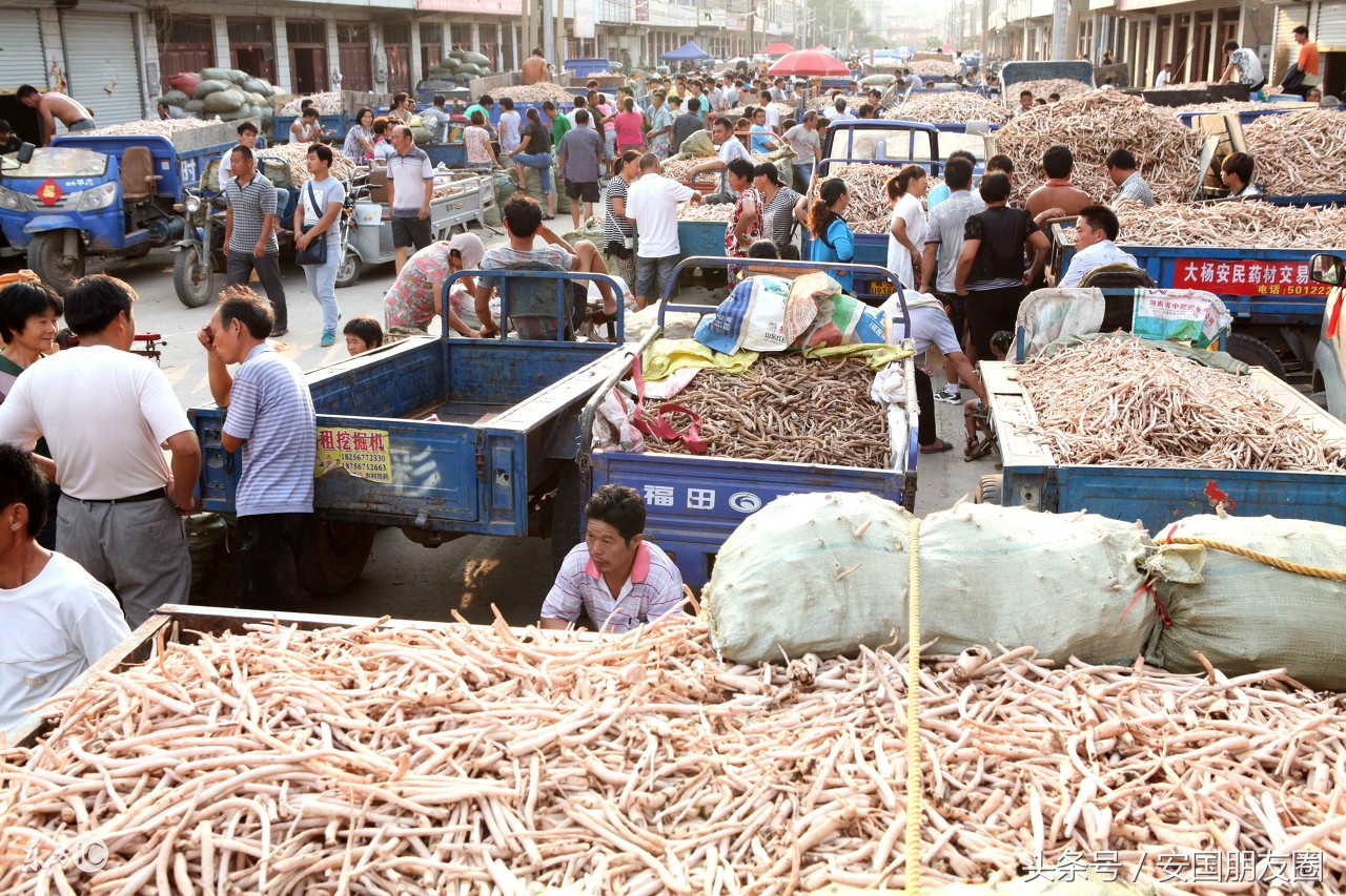 安国药市的历史,安国天下第一药市