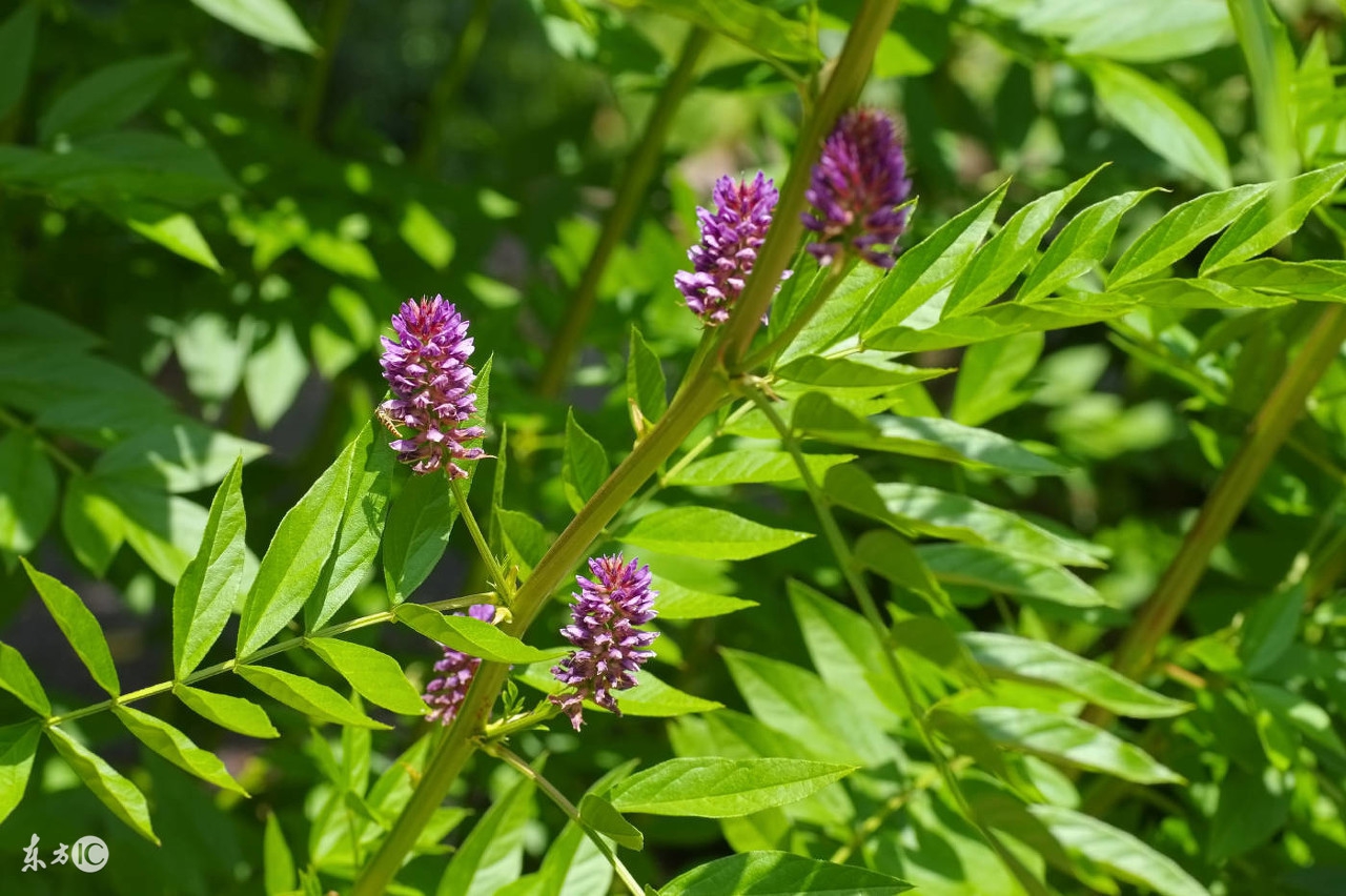 甘草有哪些作用听听专家怎么说,你知道甘草的作用与功效吗