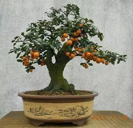 金弹子和珊瑚珠区别,金弹子和金豆是一个品种吗