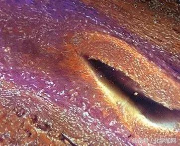 nature杂志封面2023图文,nature杂志渐变色