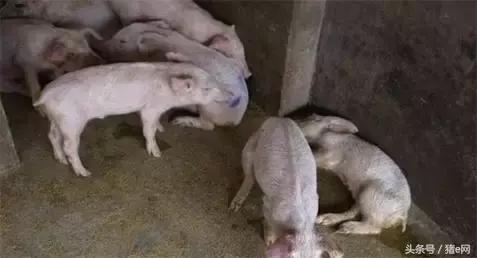 治疗猪腹式呼吸的特效药,怀孕猪喘气腹式呼吸怎么治