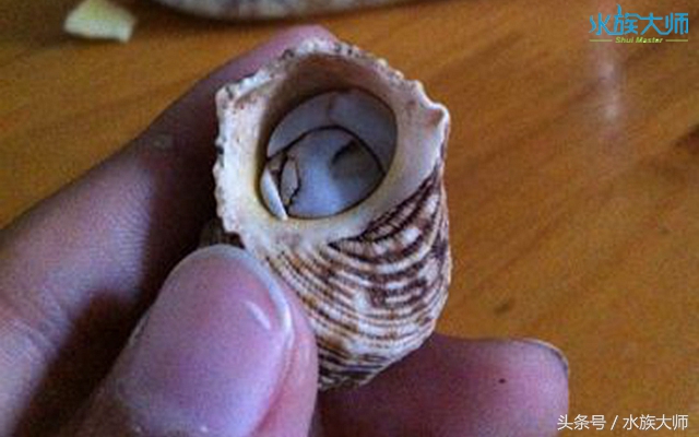 寄居蟹蜕皮前会做些什么,寄居蟹蜕皮必须用椰土么