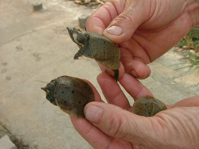 汉寿县甲鱼产业发展建议,甲鱼养殖业现状图