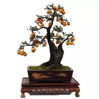 金弹子和珊瑚珠区别,金弹子和金豆是一个品种吗