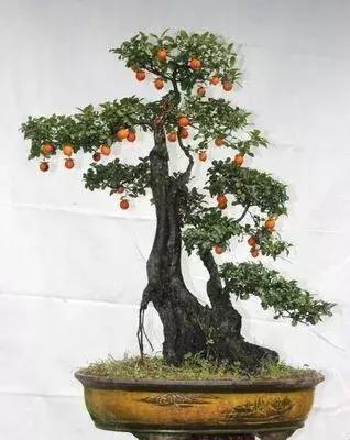 金弹子和珊瑚珠区别,金弹子和金豆是一个品种吗