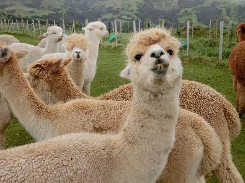 小米手环4nfc连接不上手机,小米手环连接不上手机怎么回事