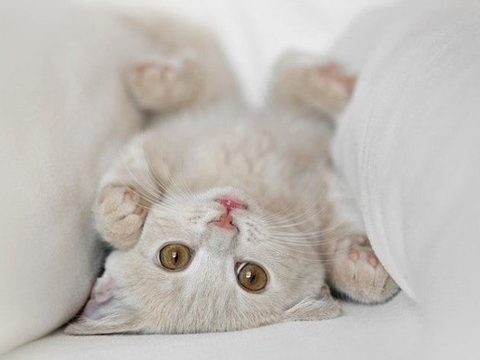 母猫为什么老是在被子上撒尿,母猫绝育后乱撒尿原因