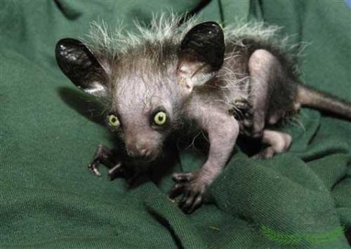 乞丐和一癞猫相依为命，一道长却说这只猫是个宝，乞丐竟发了大财