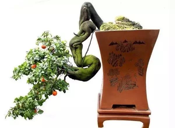 金弹子和珊瑚珠区别,金弹子和金豆是一个品种吗