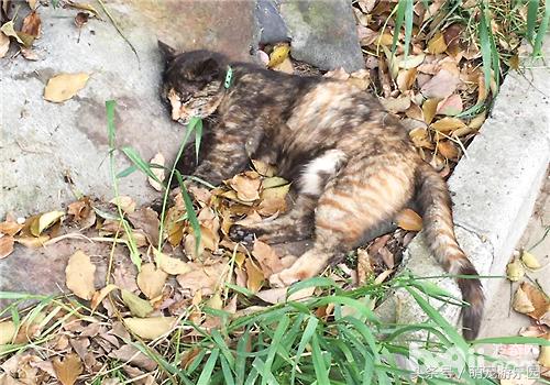 治猫腹水最快的偏方,猫炎症性腹水怎么治疗