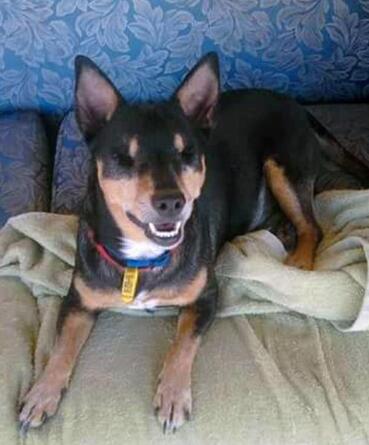 狗狗不断舔舐主人,狗狗忽然不停的舔地板