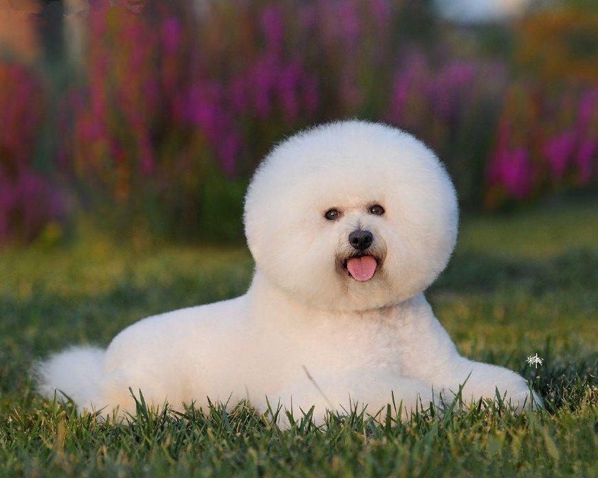 白白的毛茸茸的小狗狗,不得不爱的棉花糖比熊犬