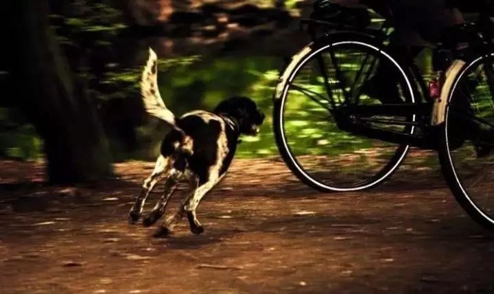 在路上突然被狗追咬是什么征兆,突然被狗追意味着什么