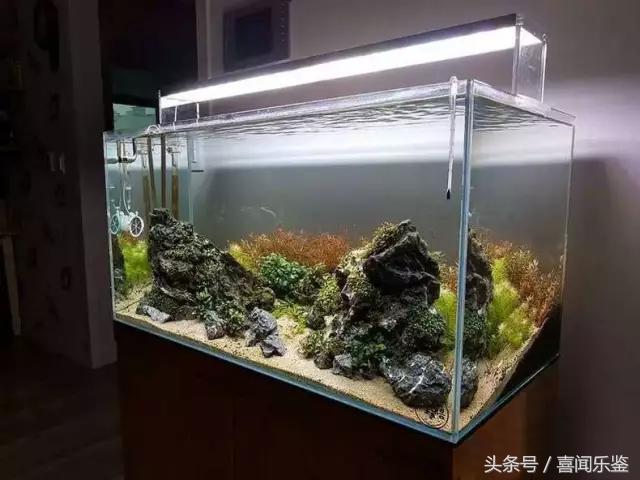 养鱼新手需要知道的一些事情,新手养鱼的10个忠告