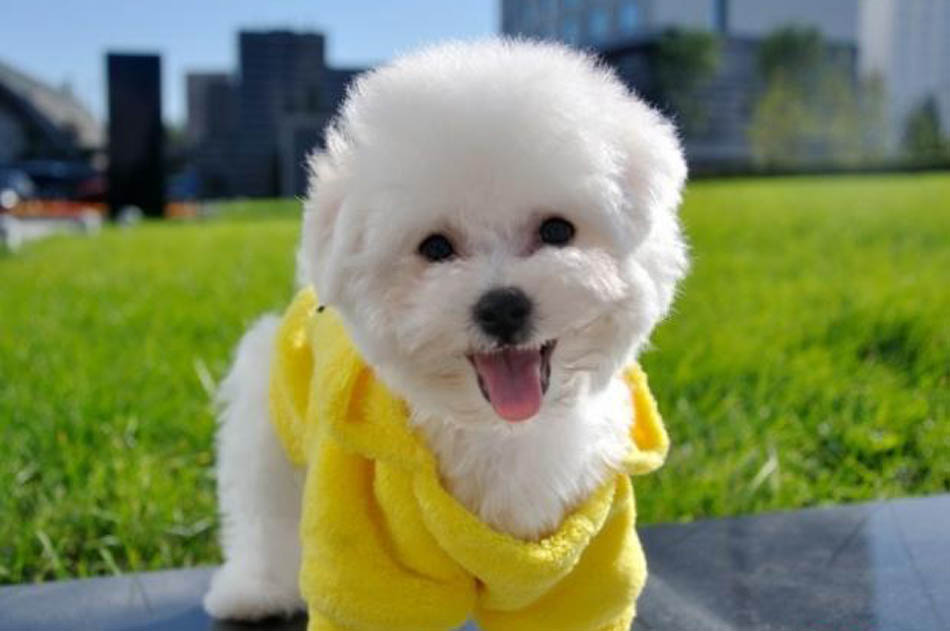 白白的毛茸茸的小狗狗,不得不爱的棉花糖比熊犬