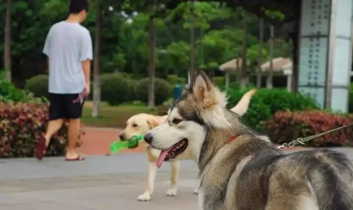 在路上突然被狗追咬是什么征兆,突然被狗追意味着什么