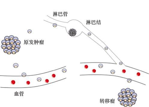 癌症基因疗法和细胞免疫疗法,分子靶向药物作用机理