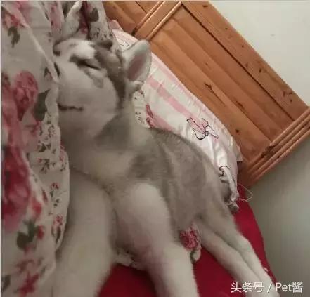 狗狗吃了袜子怎样才能排出来,狗狗把袜子吃到肚子里能消化吗