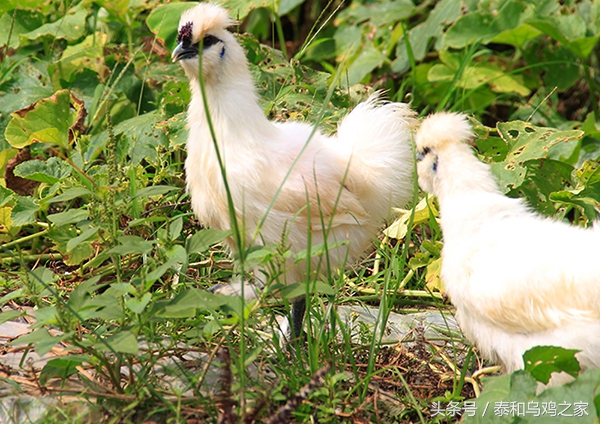 乌鸡生病最佳治疗方法,养殖乌鸡的用药禁忌