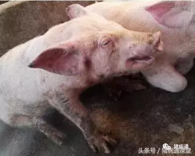 猪场林可霉素配庆大霉素主治,猪场用林可霉素作用