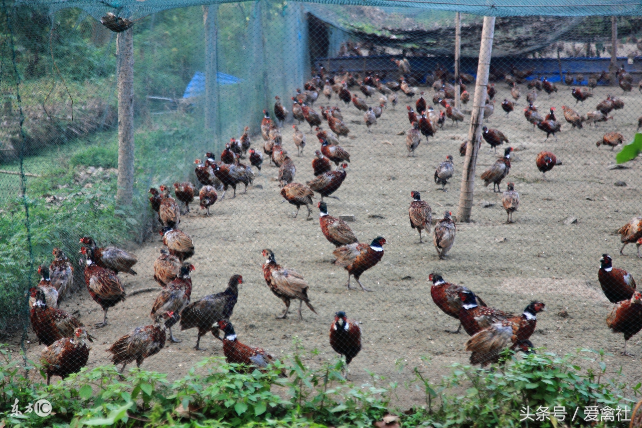 野鸡成本高吗,野鸡带来的效益