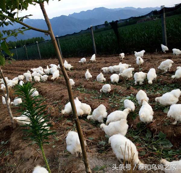 乌鸡生病最佳治疗方法,养殖乌鸡的用药禁忌