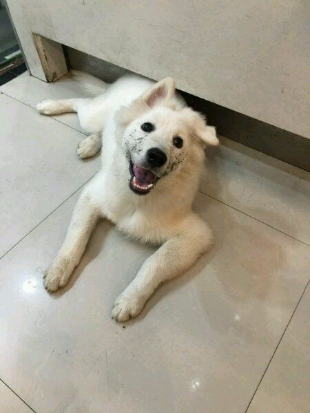 细小萨摩耶,萨摩耶细小怎么治疗最好