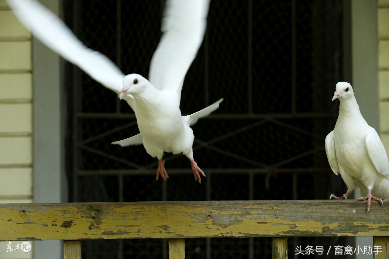 怎么提高鸽子的孵化率,怎样提高鸽子蛋孵化率