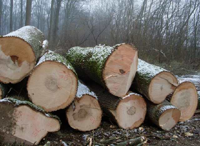 白蜡木和红橡哪个好,白蜡木与红橡哪个比较好