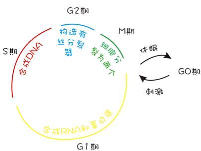 癌症基因疗法和细胞免疫疗法,分子靶向药物作用机理