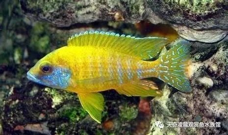 三湖慈鲷鱼缸造景石头摆法,三湖慈鲷鱼喜欢底砂和岩石