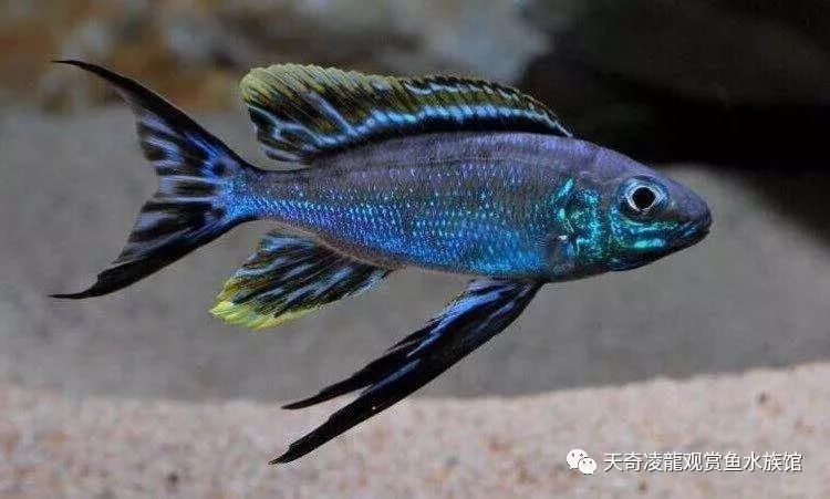 三湖慈鲷鱼缸造景石头摆法,三湖慈鲷鱼喜欢底砂和岩石