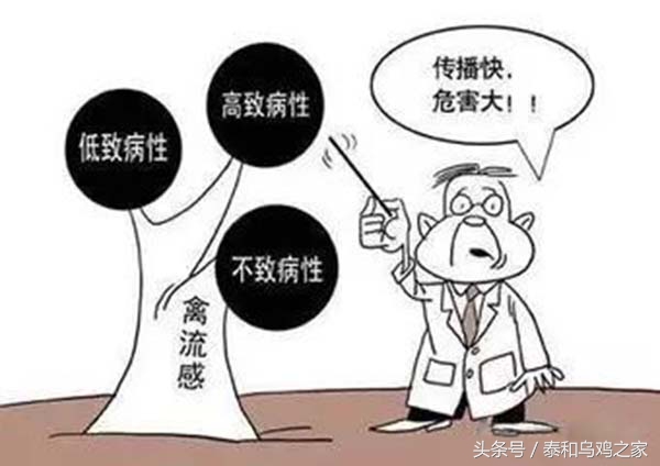 乌鸡生病最佳治疗方法,养殖乌鸡的用药禁忌