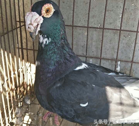 怎么提高鸽子的孵化率,怎样提高鸽子蛋孵化率