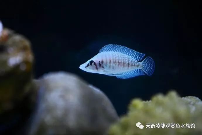 三湖慈鲷鱼缸造景石头摆法,三湖慈鲷鱼喜欢底砂和岩石