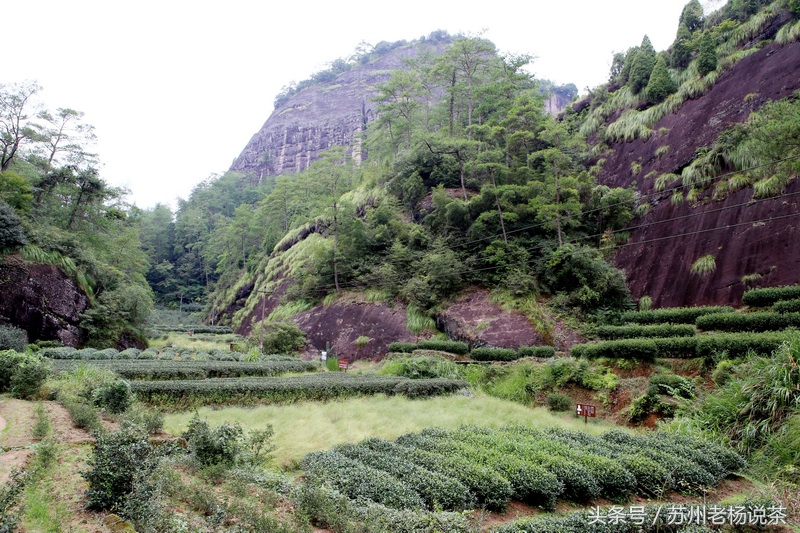 老杨说茶最新视频,老杨说茶岩茶