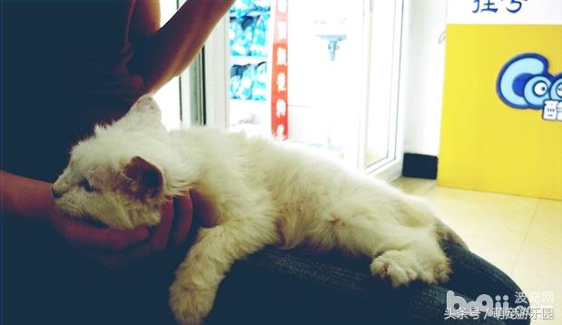 猫病毒性肠胃炎吃什么药,猫病毒性肠炎严重吗