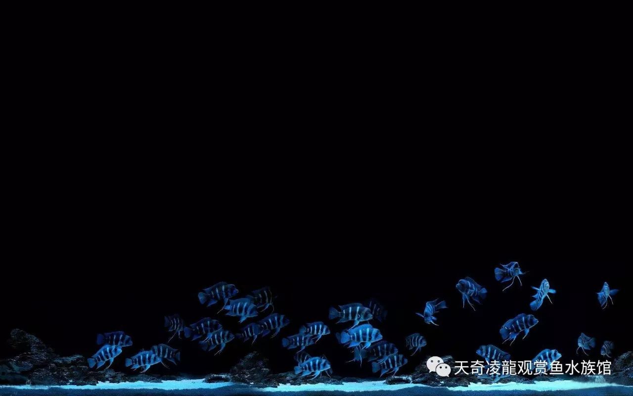 三湖慈鲷鱼缸造景石头摆法,三湖慈鲷鱼喜欢底砂和岩石