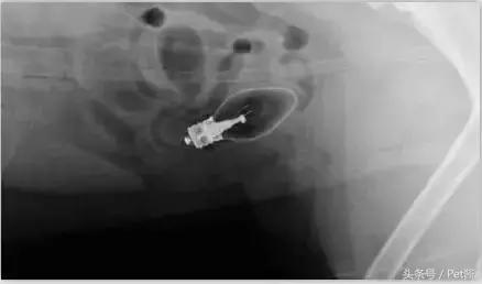 狗狗吃了袜子怎样才能排出来,狗狗把袜子吃到肚子里能消化吗