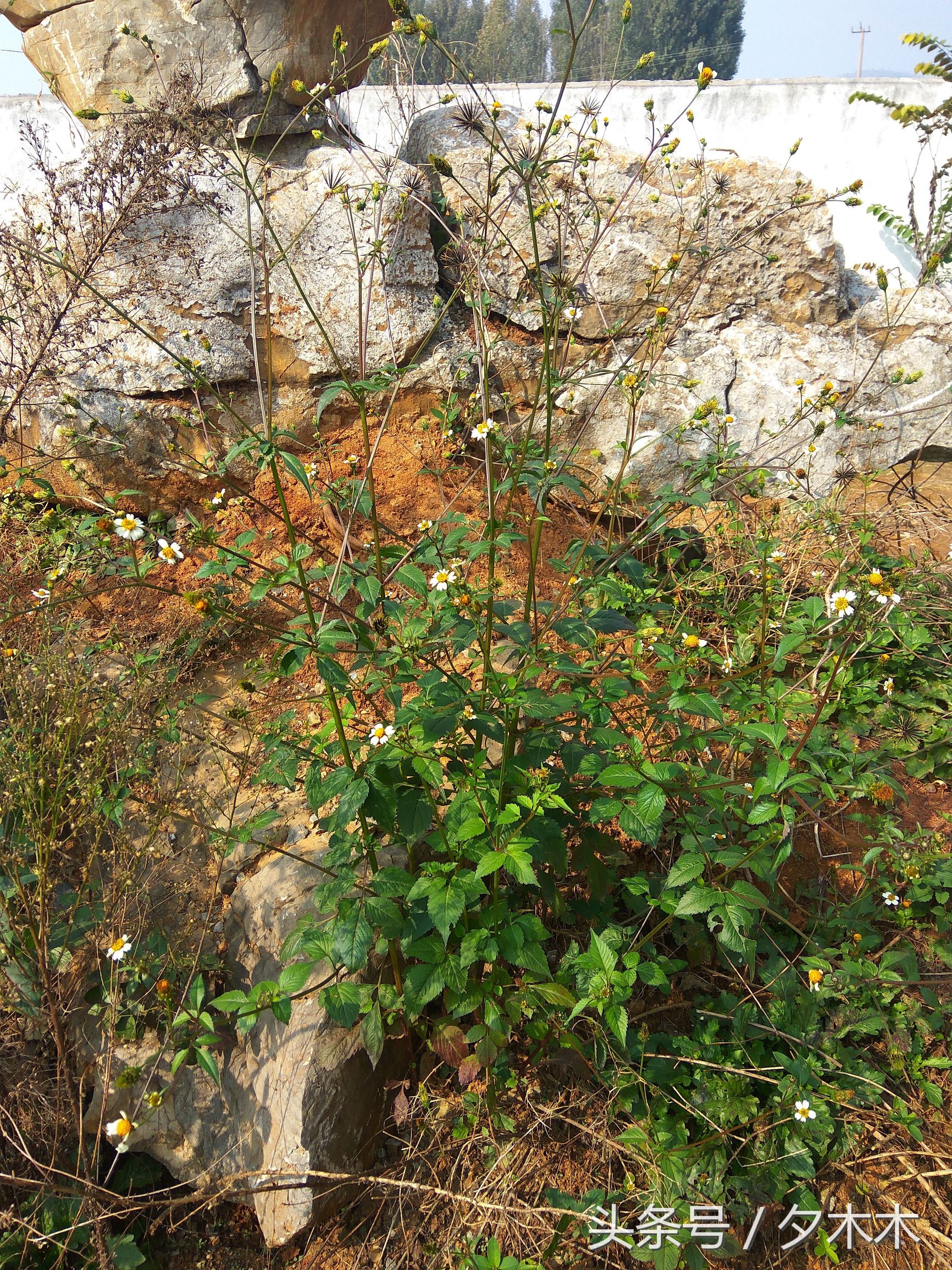 兰陵小学有哪些,兰陵小学开学最新通知