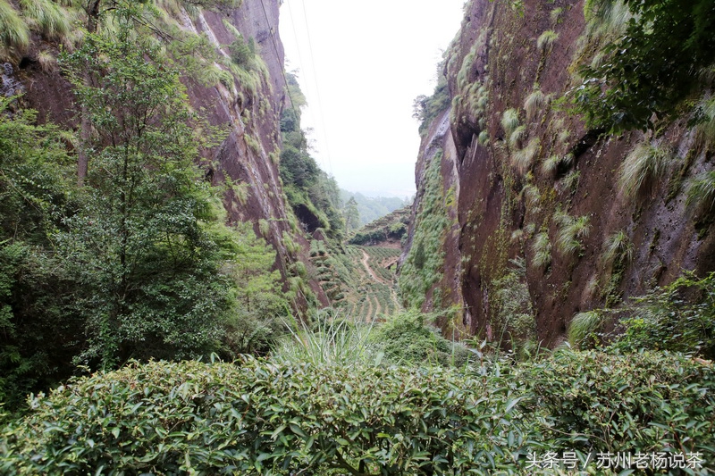 老杨说茶最新视频,老杨说茶岩茶