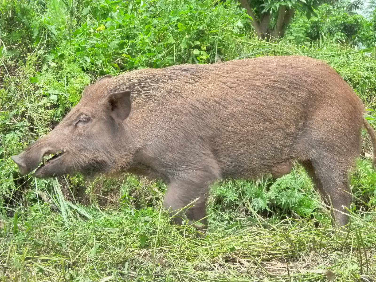 你吃过野山参吗,你吃过猪食吗原版视频
