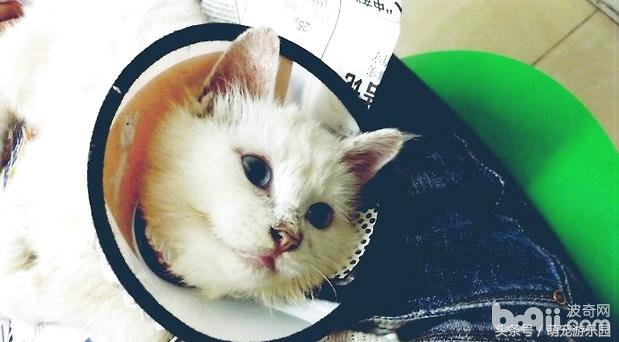 猫病毒性肠胃炎吃什么药,猫病毒性肠炎严重吗